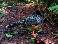 gal/holiday/Brazil 2005 - Foz do Iguacu Birds Sanctuary/_thb_Bird_Sanctuary_Iguacu_DSCF1206.jpg